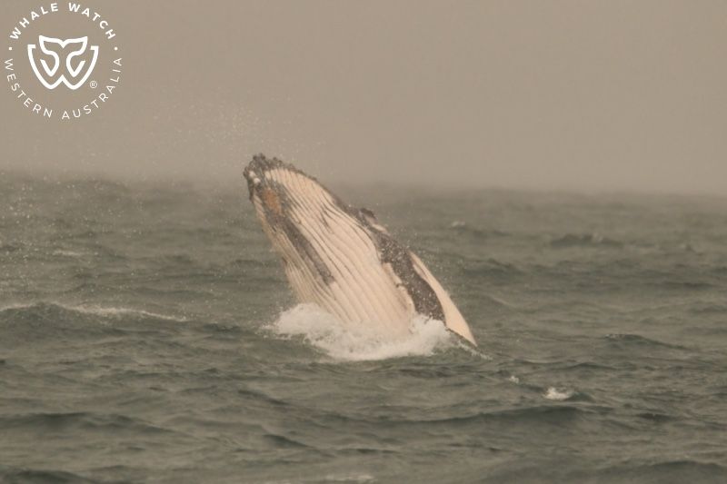 Whale Watch Western Australia