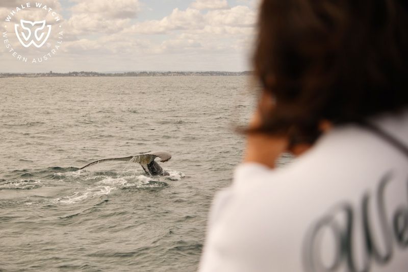 Whale Watch Western Australia