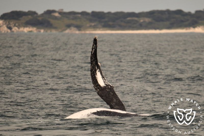 Whale Watch Western Australia