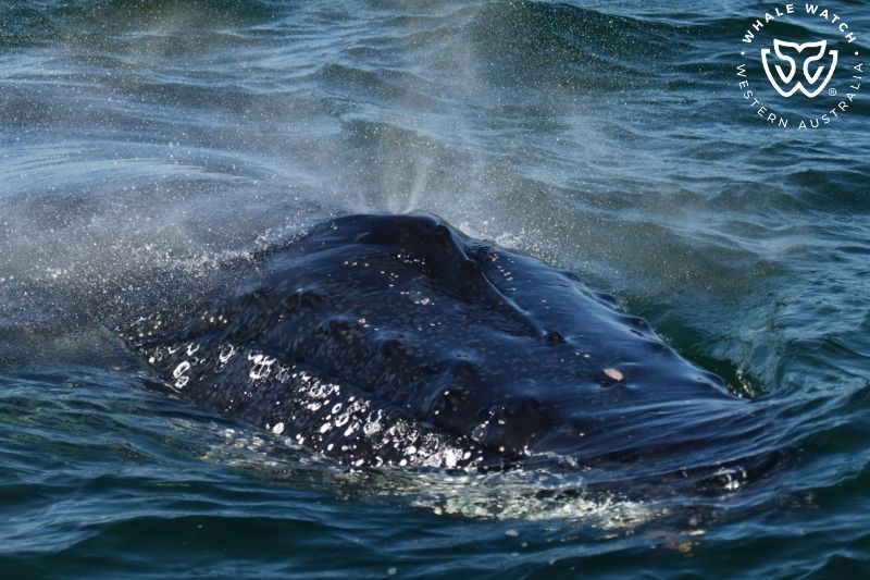 Whale Watch Western Australia