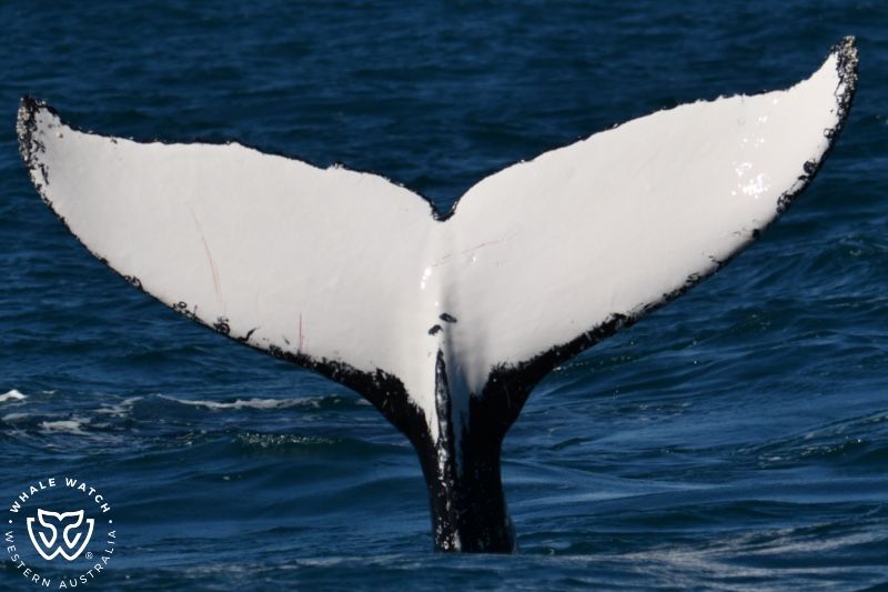 Whale Watch Western Australia