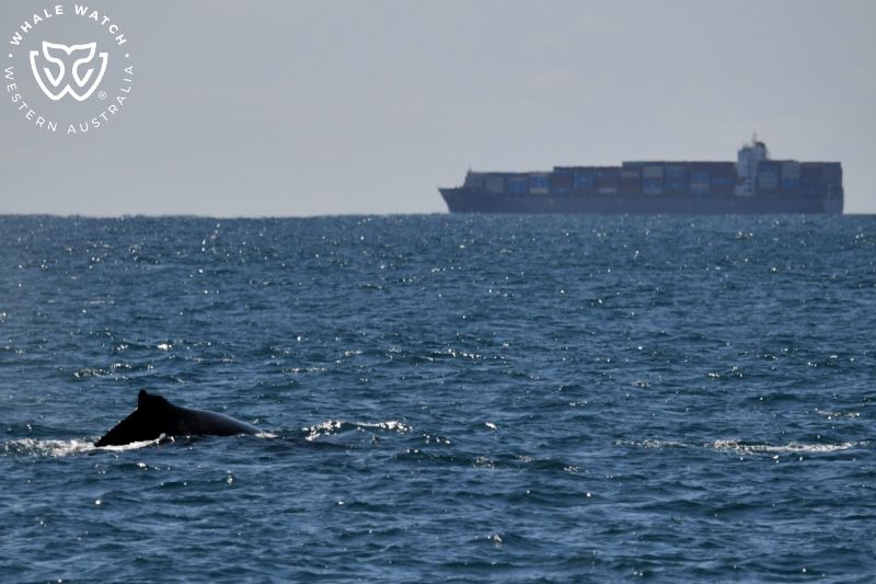Whale Watch Western Australia