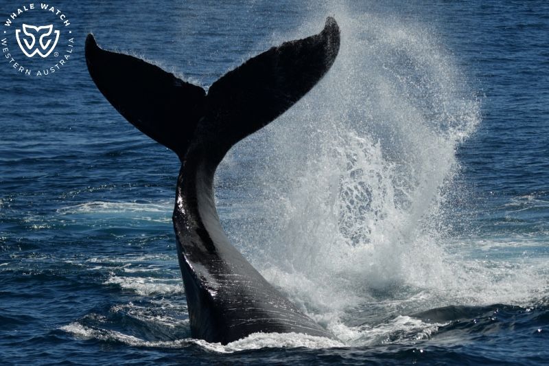 Whale Watch Western Australia