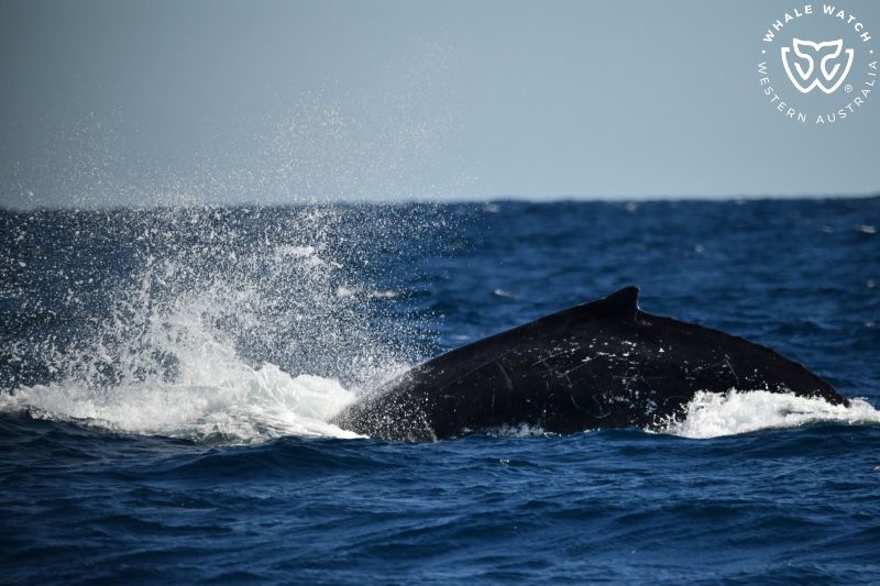 Whale Watch Western Australia