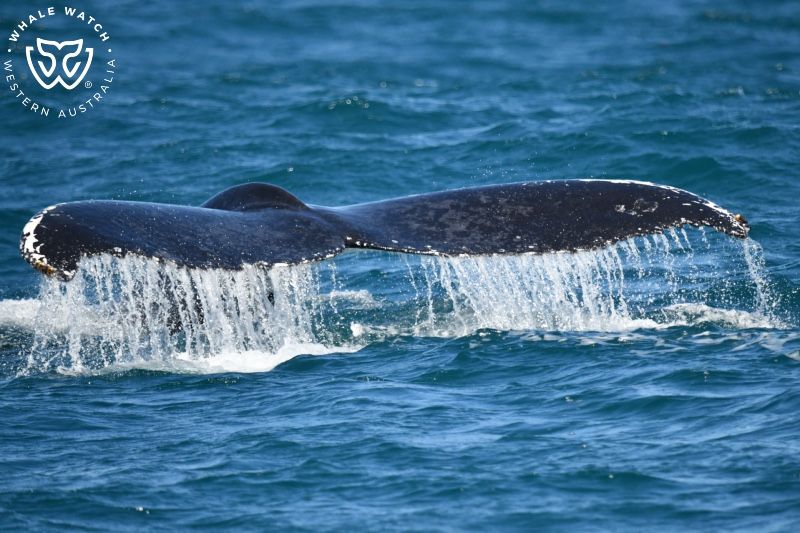 Whale Watch Western Australia