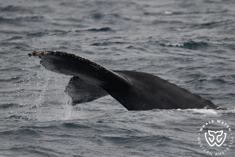 Whale Watch Western Australia
