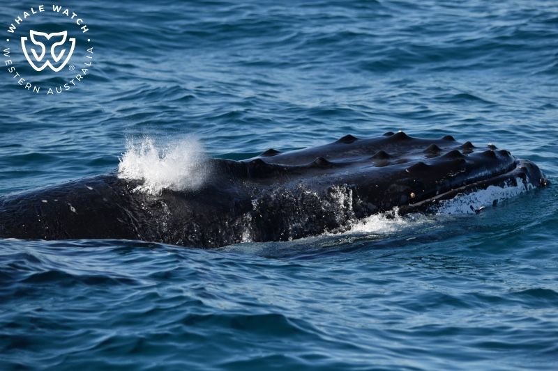 Whale Watch Western Australia
