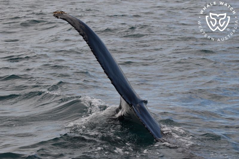 Whale Watch Western Australia