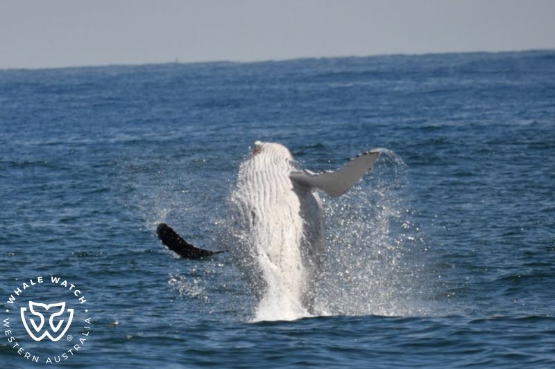 Whale Watch Western Australia