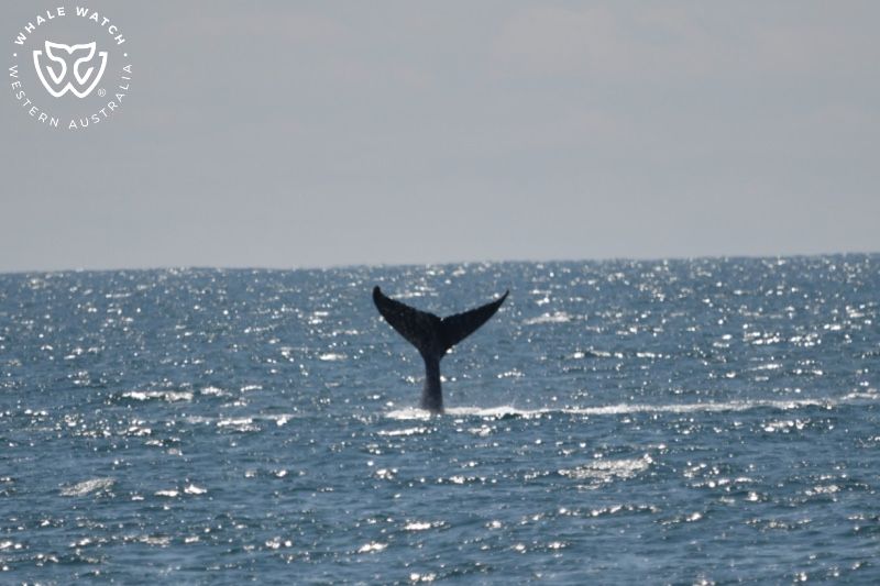 Whale Watch Western Australia