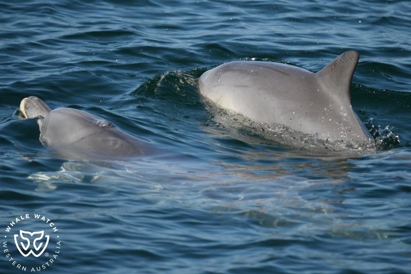 Whale Watch Western Australia