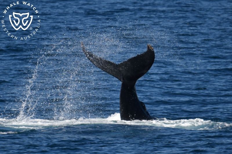 Whale Watch Western Australia