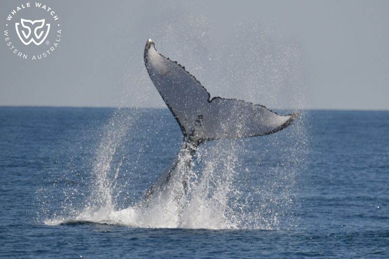 Whale Watch Western Australia
