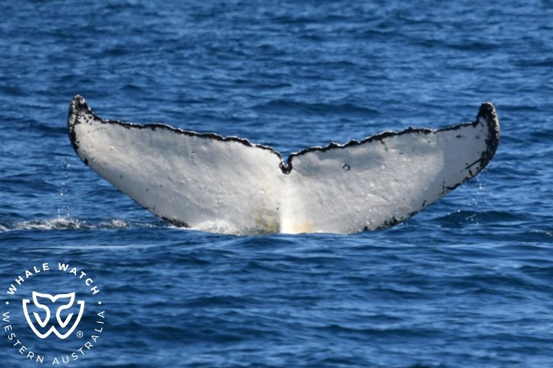 Whale Watch Western Australia
