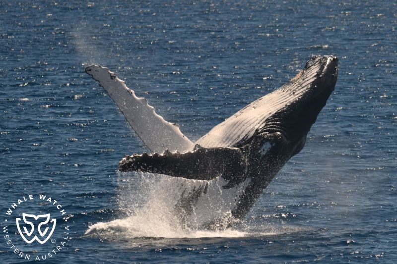 Whale Watch Western Australia