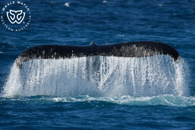 Whale Watch Western Australia