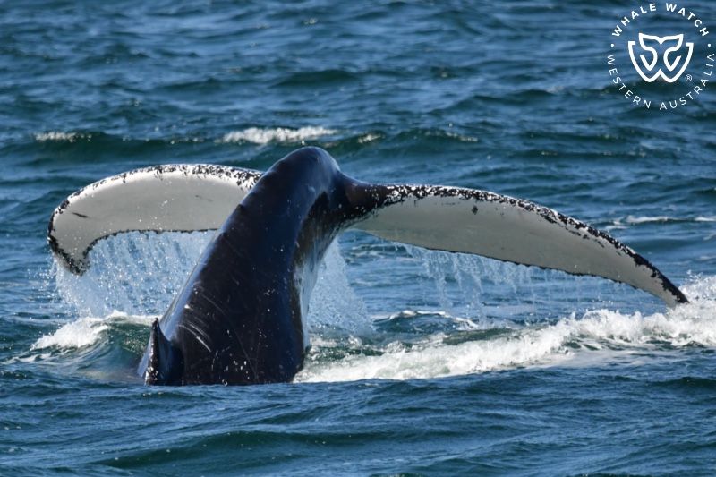 Whale Watch Western Australia