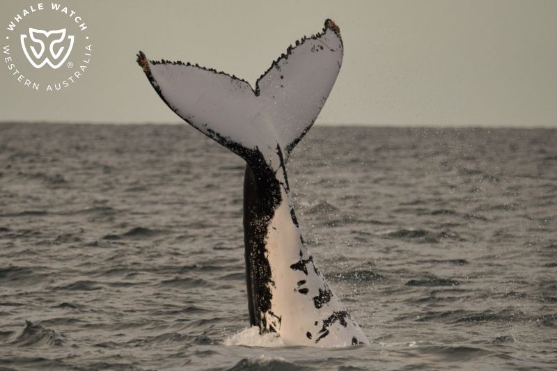 Whale Watch Western Australia