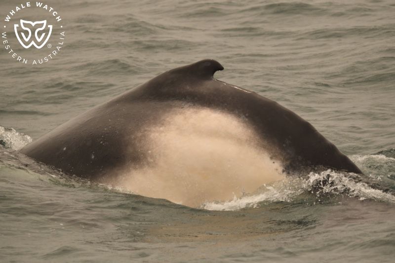 Whale Watch Western Australia