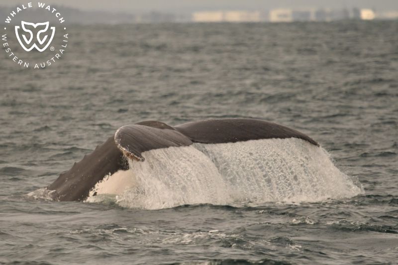 Whale Watch Western Australia