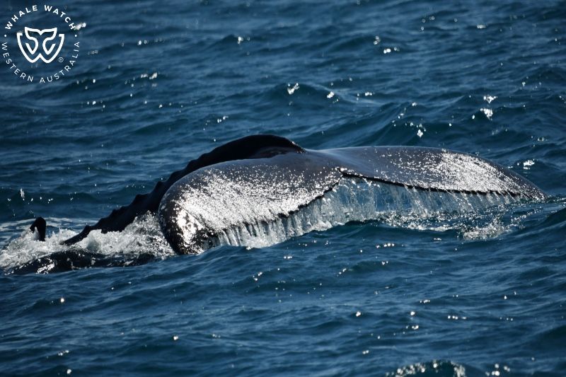 Whale Watch Western Australia
