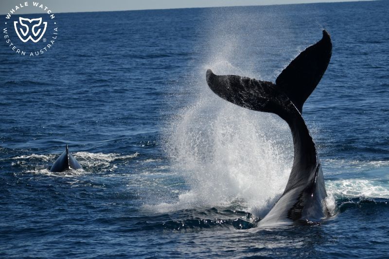 Whale Watch Western Australia