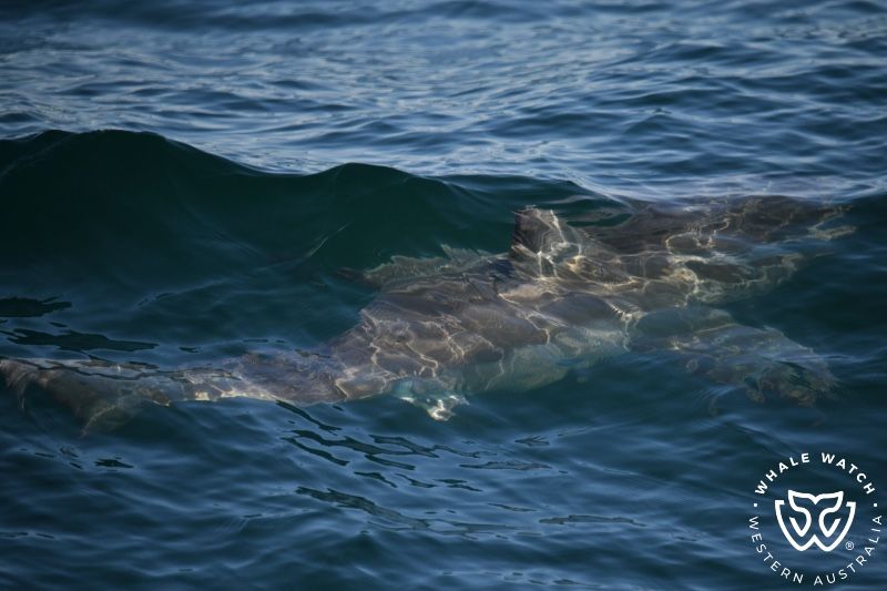 Whale Watch Western Australia