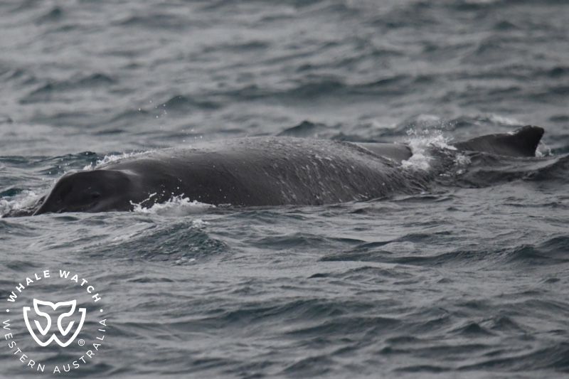 Whale Watch Western Australia