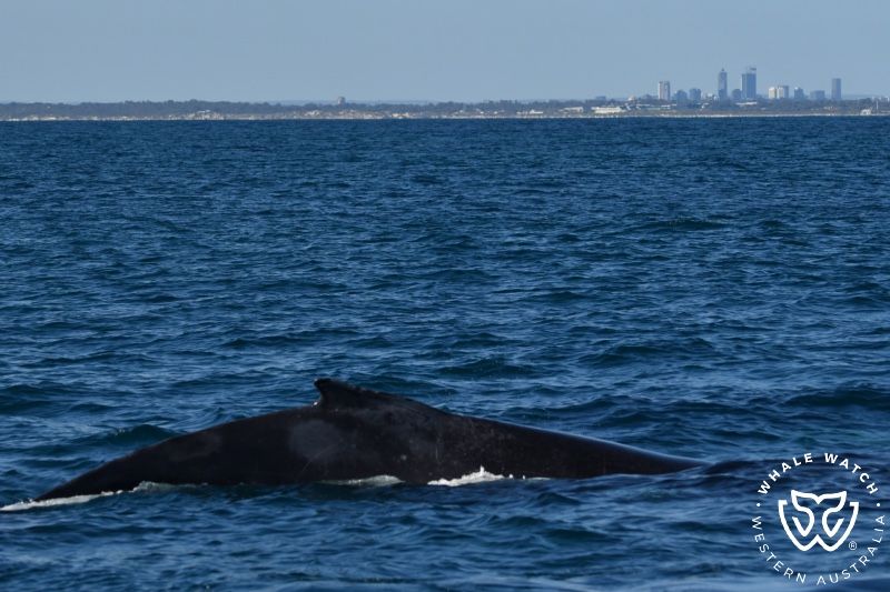 Whale Watch Western Australia