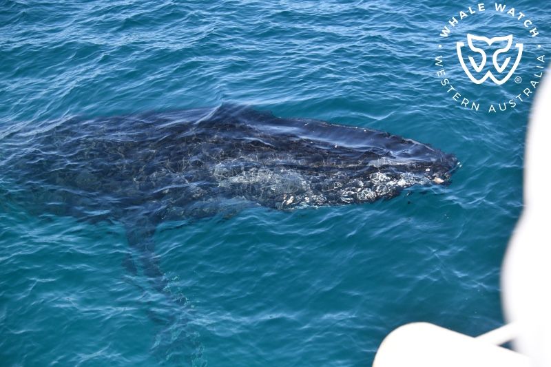 Whale Watch Western Australia