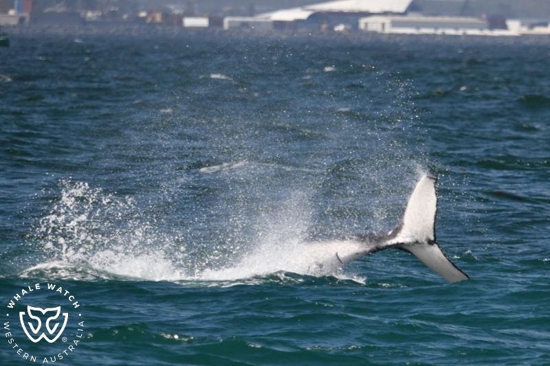 Whale Watch Western Australia