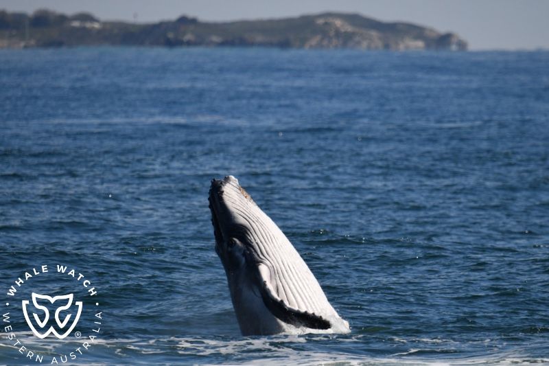 Whale Watch Western Australia
