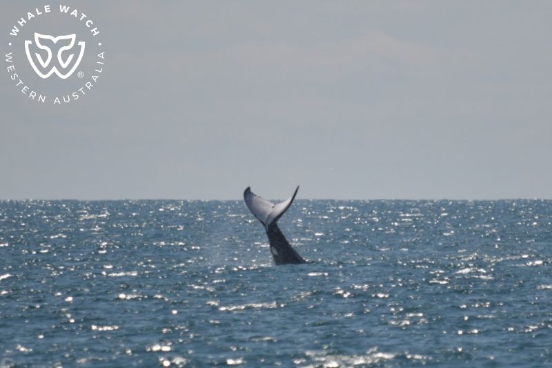 Whale Watch Western Australia
