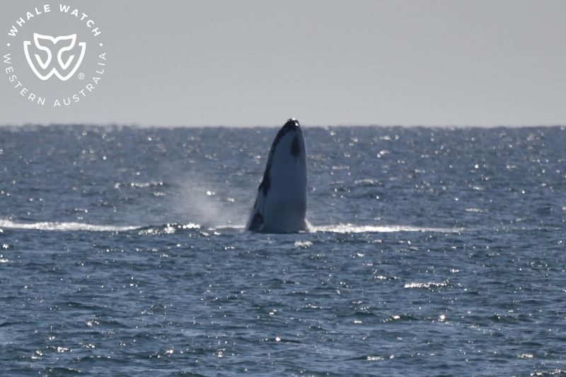 Whale Watch Western Australia