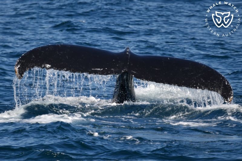 Whale Watch Western Australia