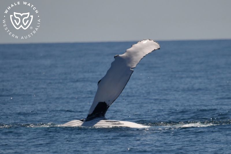 Whale Watch Western Australia
