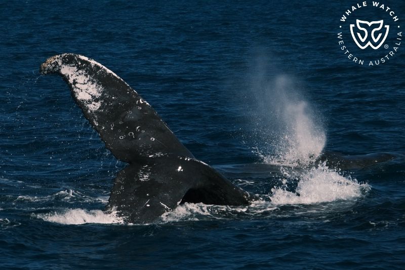 Whale Watch Western Australia