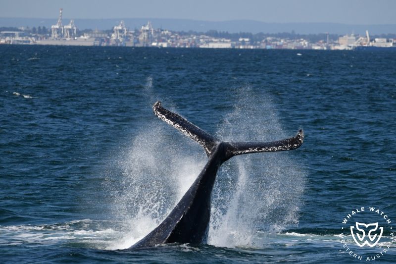 Whale Watch Western Australia