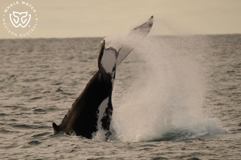 Whale Watch Western Australia