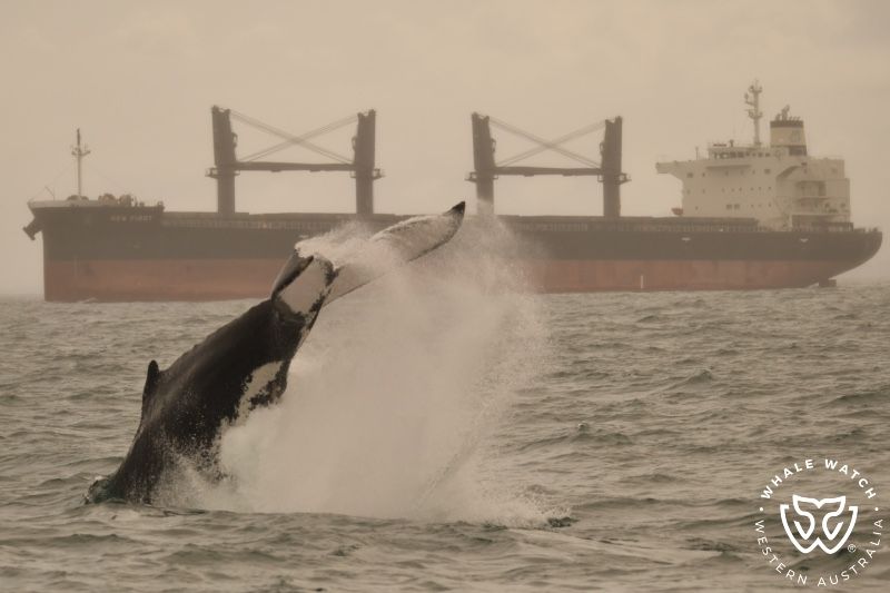 Whale Watch Western Australia