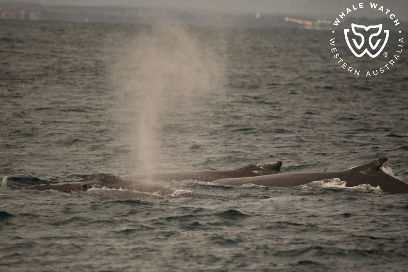 Whale Watch Western Australia