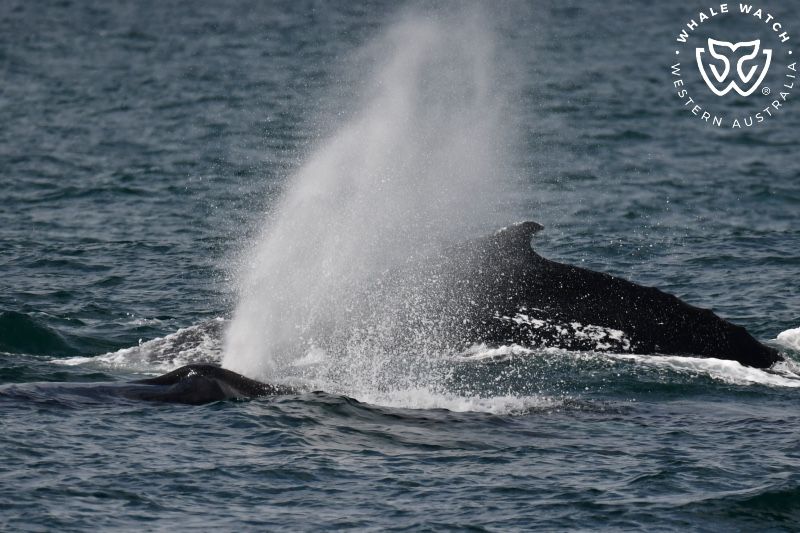 Whale Watch Western Australia