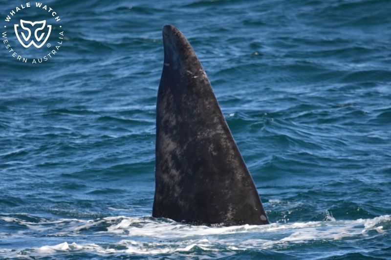 Whale Watch Western Australia