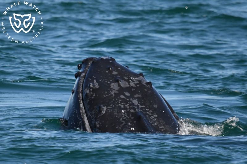 Whale Watch Western Australia