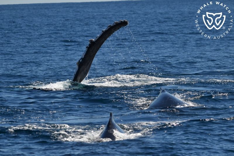 Whale Watch Western Australia