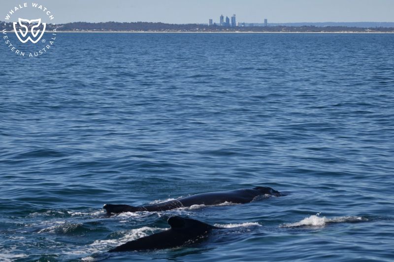 Whale Watch Western Australia