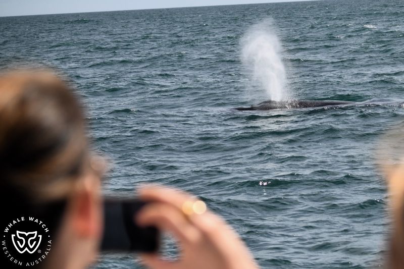 Whale Watch Western Australia