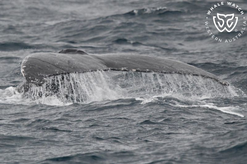 Whale Watch Western Australia