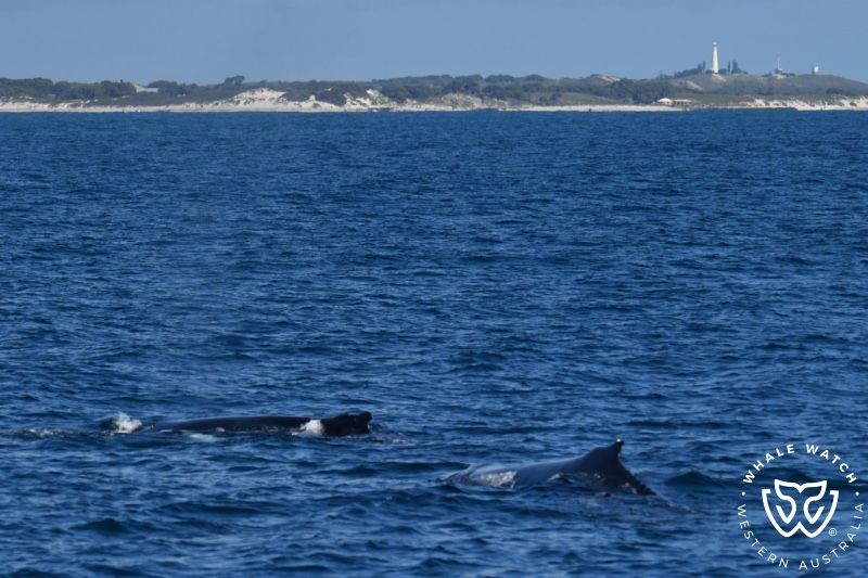 Whale Watch Western Australia