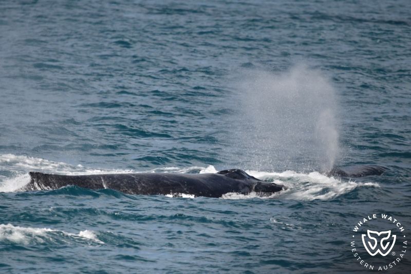 Whale Watch Western Australia
